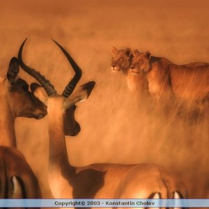 Nature Pic  246