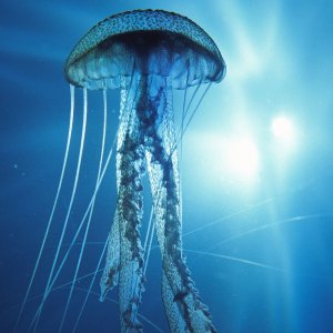 Nature Pic  918