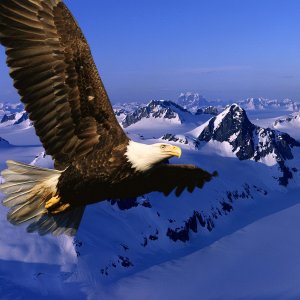 Nature Pic  940
