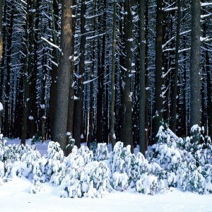 Nature Pic  881