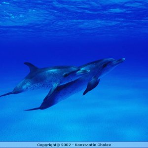 Nature Pic  782