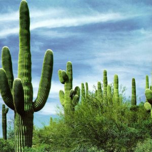 Nature Pic  754