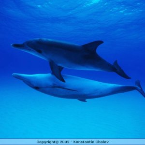 Nature Pic  781