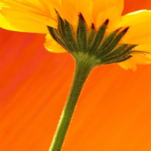 Nature Pic  976