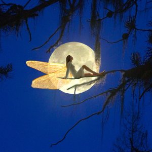Nature Pic  956