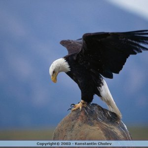 Nature Pic  854