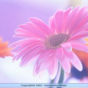 Nature Pic  828
