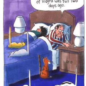 Cats On Viagra