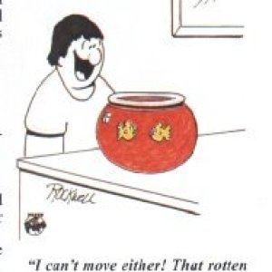 Jello In Goldfish Bowl