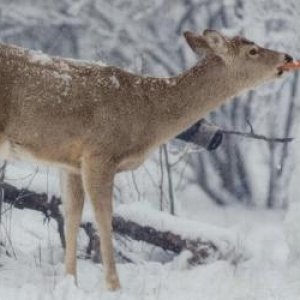 Deer Cannibalism