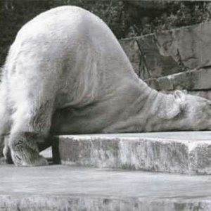 Media 'Drunk Bear' in category 'Funny Pictures'