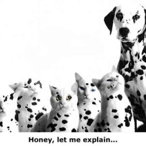 Honey Let Me Explain