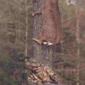 How Deer Hiding