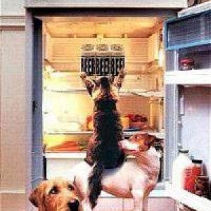 Animal Ladder