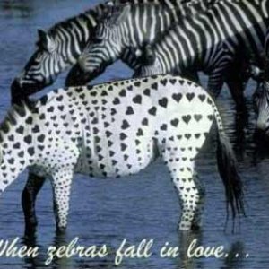 Zebra In Love