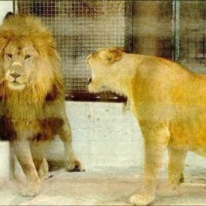 Lioness Pms