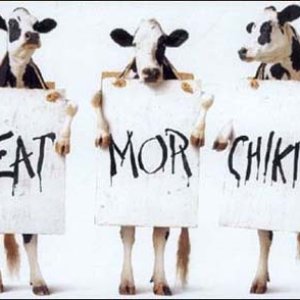 Eat More Chikin