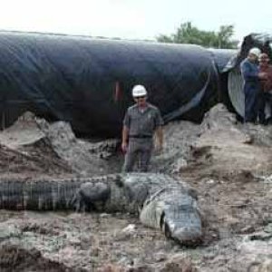 Large Alligator