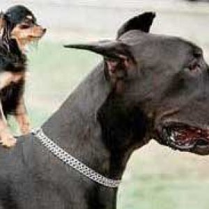 Dog On Dog