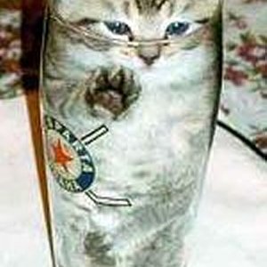 Cat Beer