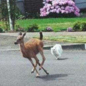 Dog Hunting Deer