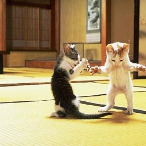 Cat Fight