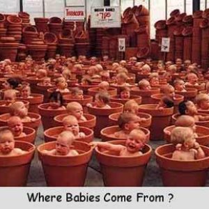 Where Babies Come From