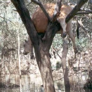 Stuck Cow