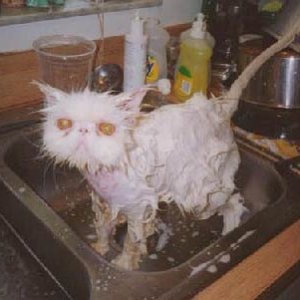 Wet Pussy