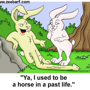 Used To Be A Horse