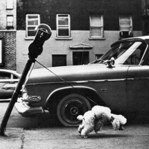 Strong Dog