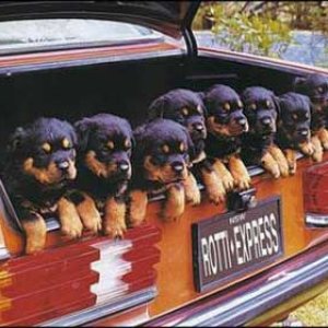 Rotti Express