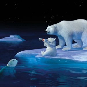 Bear Drink A Coca Colla