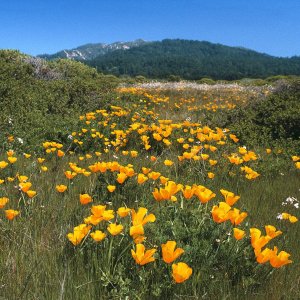 Nature Pic  2374