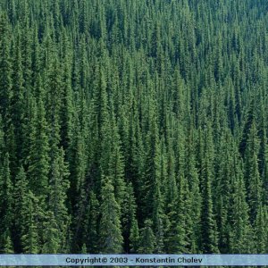 Nature Pic  32