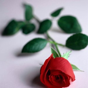 Nature Pic  85