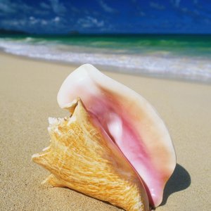 Nature Pic  137