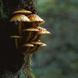 Nature Pic  46