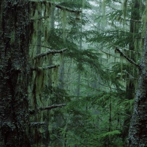 00441 Olympicnationalforest 2560x1600