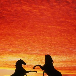 Nature Pic  78