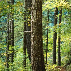 Nature Pic  33