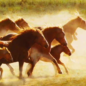 Nature Pic  131