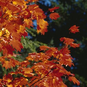 Nature Pic  50