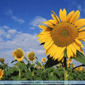 Nature Pic  54