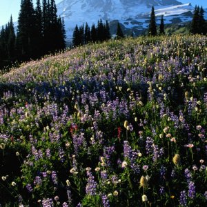 Nature Pic  40