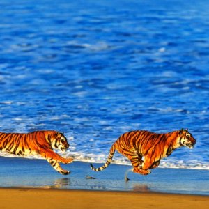 Nature Pic  124