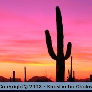 Nature Pic  145
