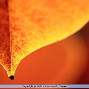 Nature Pic  53