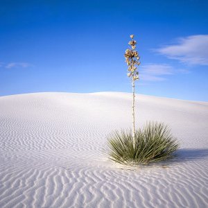 Nature Pic  261