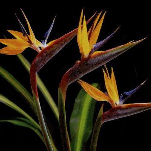 Nature Pic  1033
